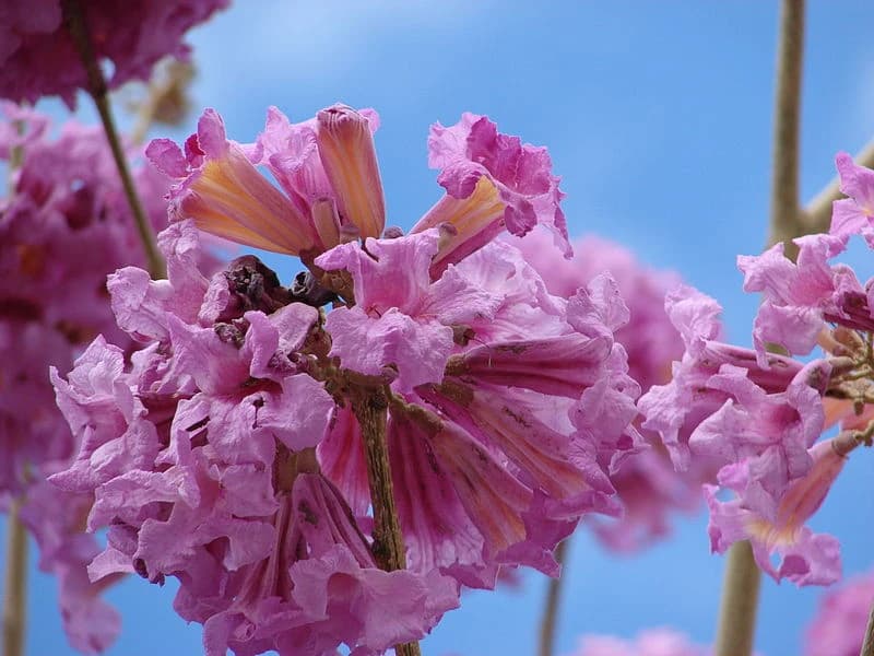 Flor