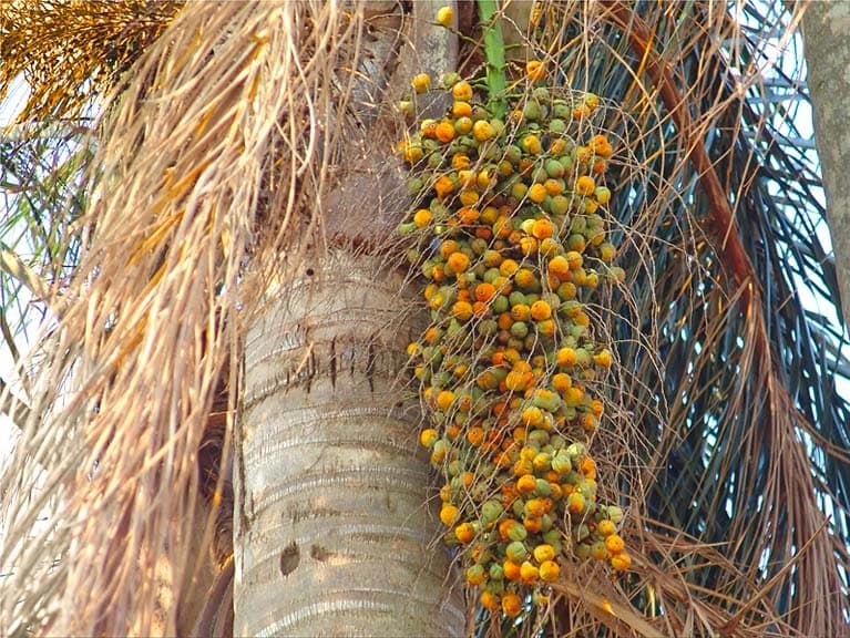 Fruto