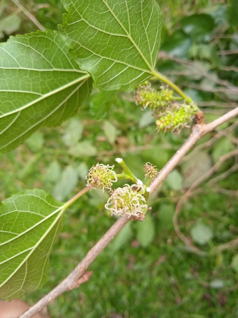 Flor