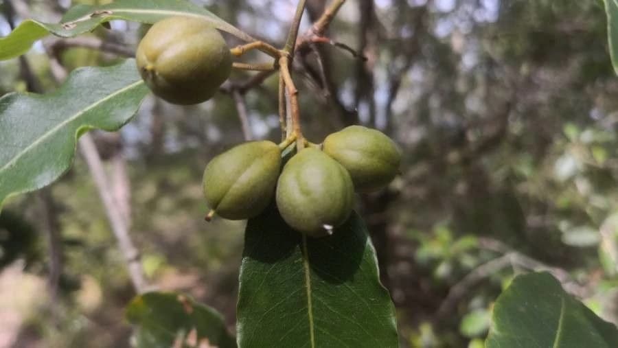 Fruto