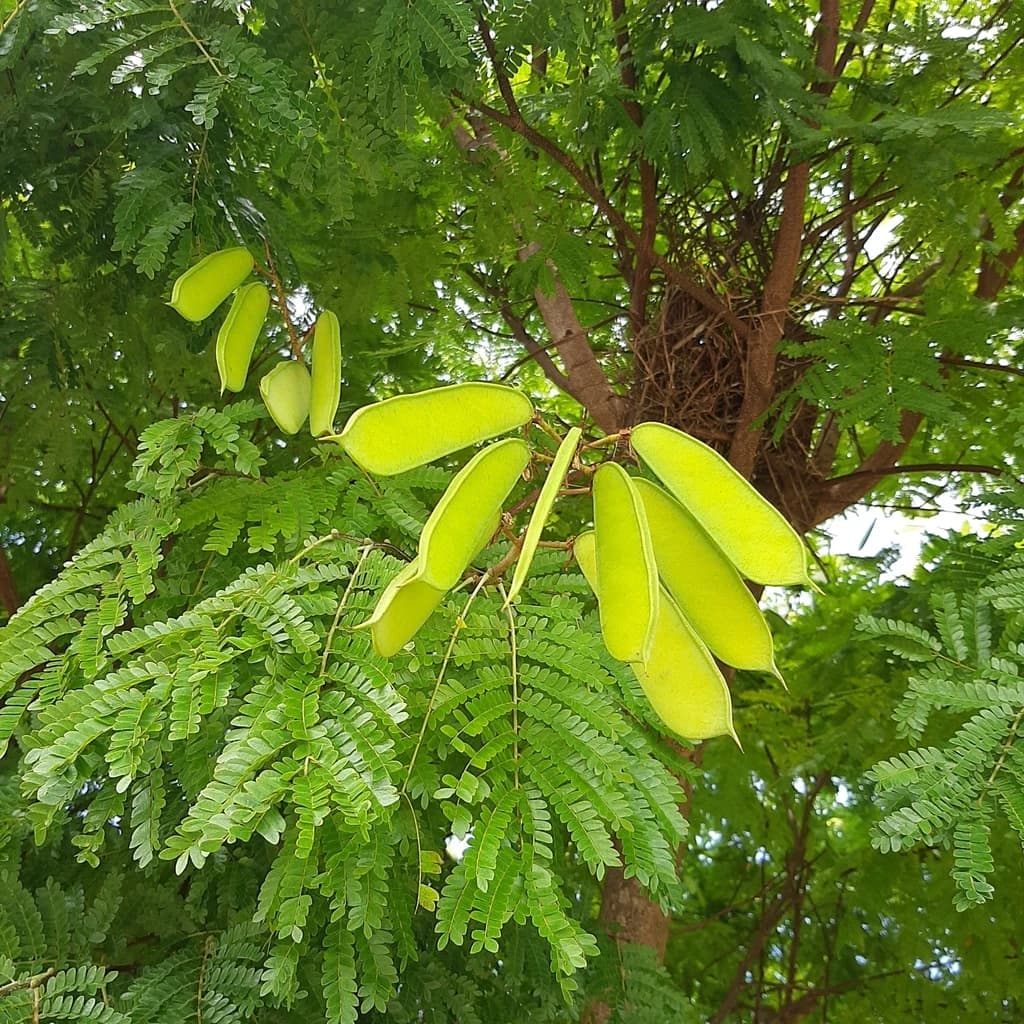 Fruto
