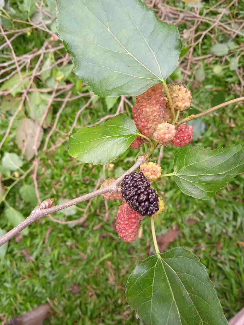 Fruto