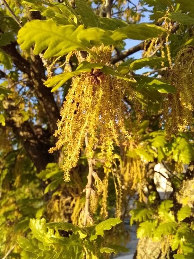 Flor