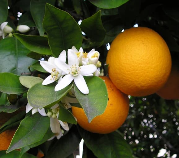 Flor