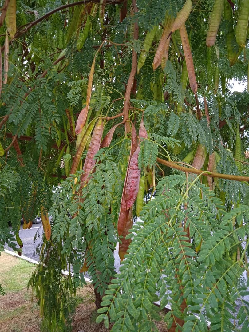 Fruto