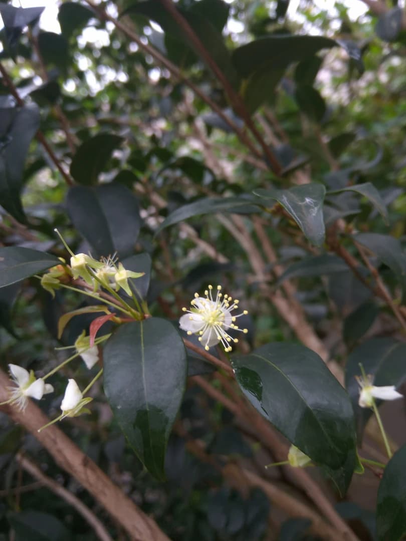 Flor