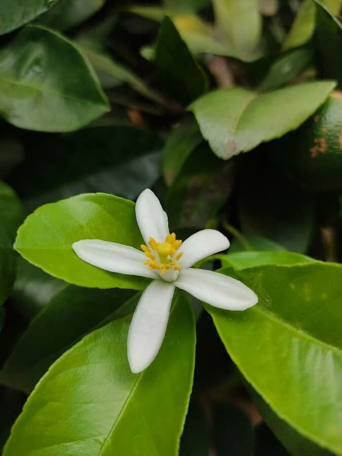 Flor