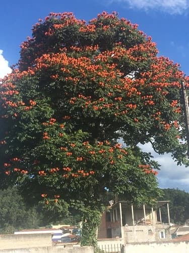 Bisnagueira