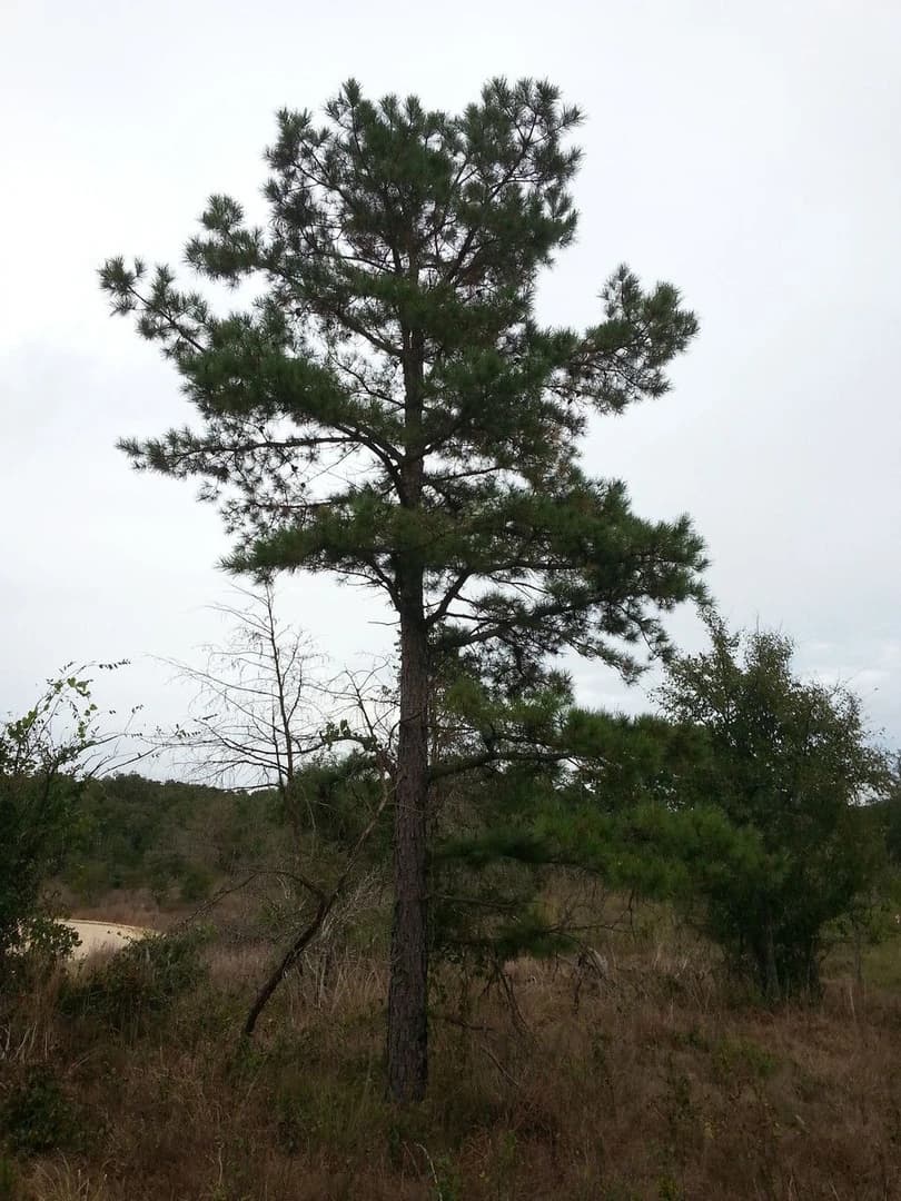 Pinus