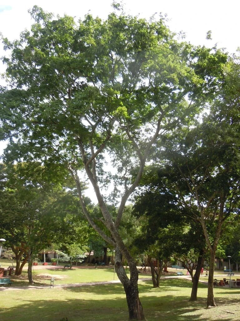 Angico