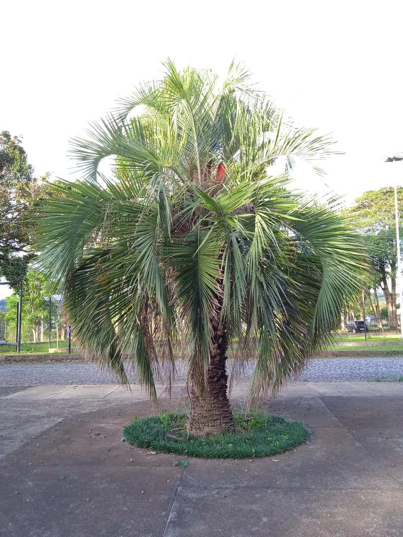 Butiá