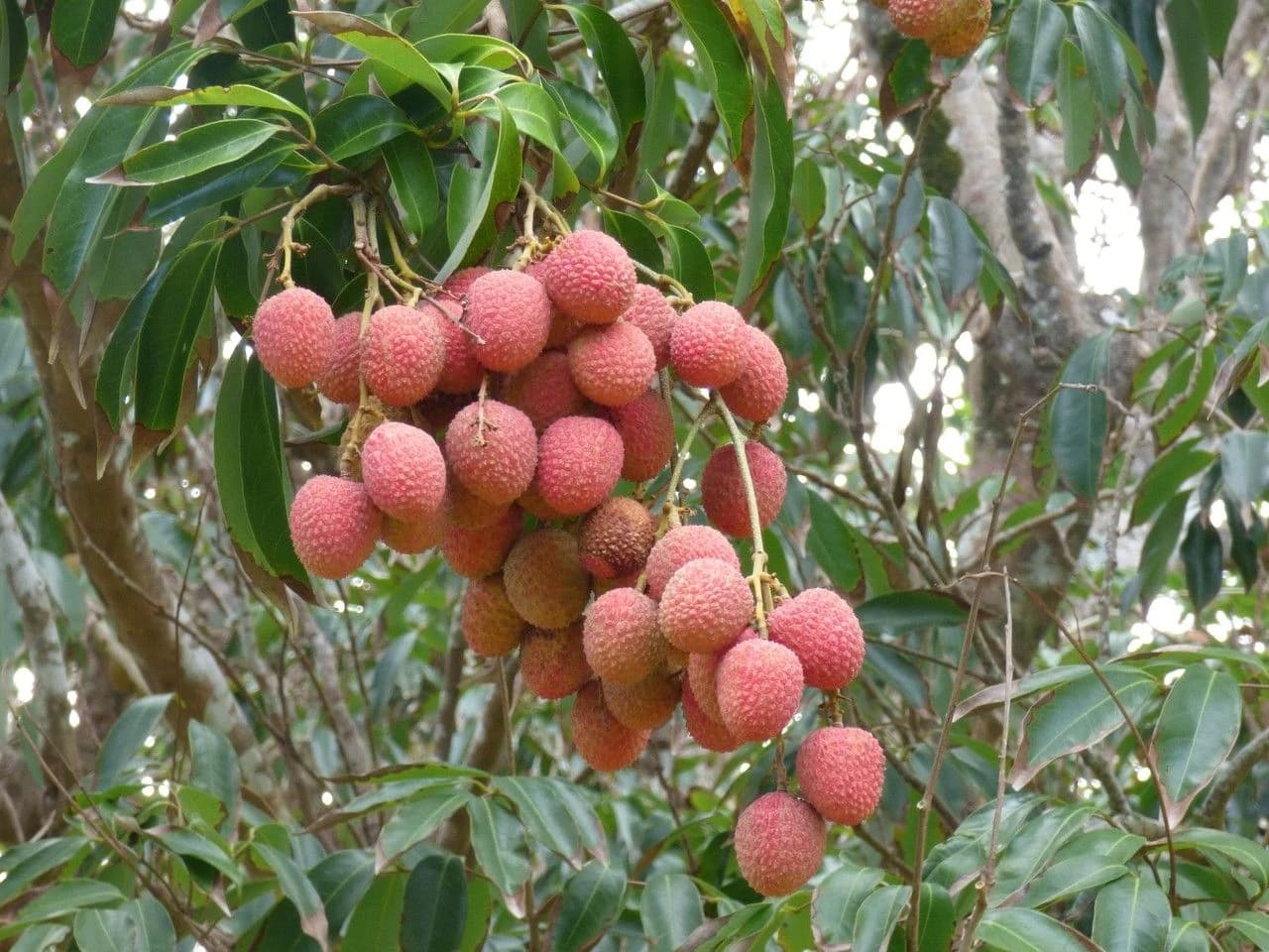 Fruto