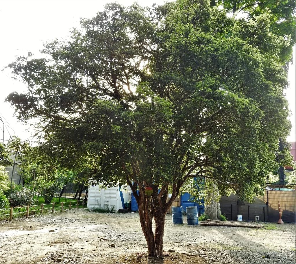 Jabuticabeira