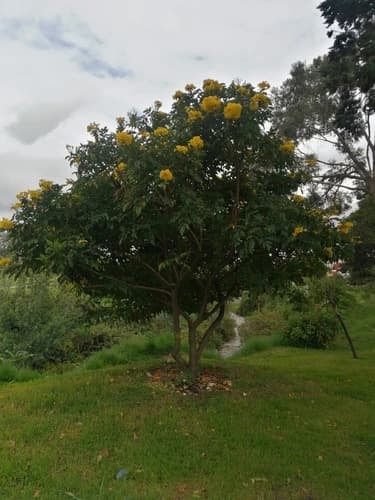 Bignonia amarela