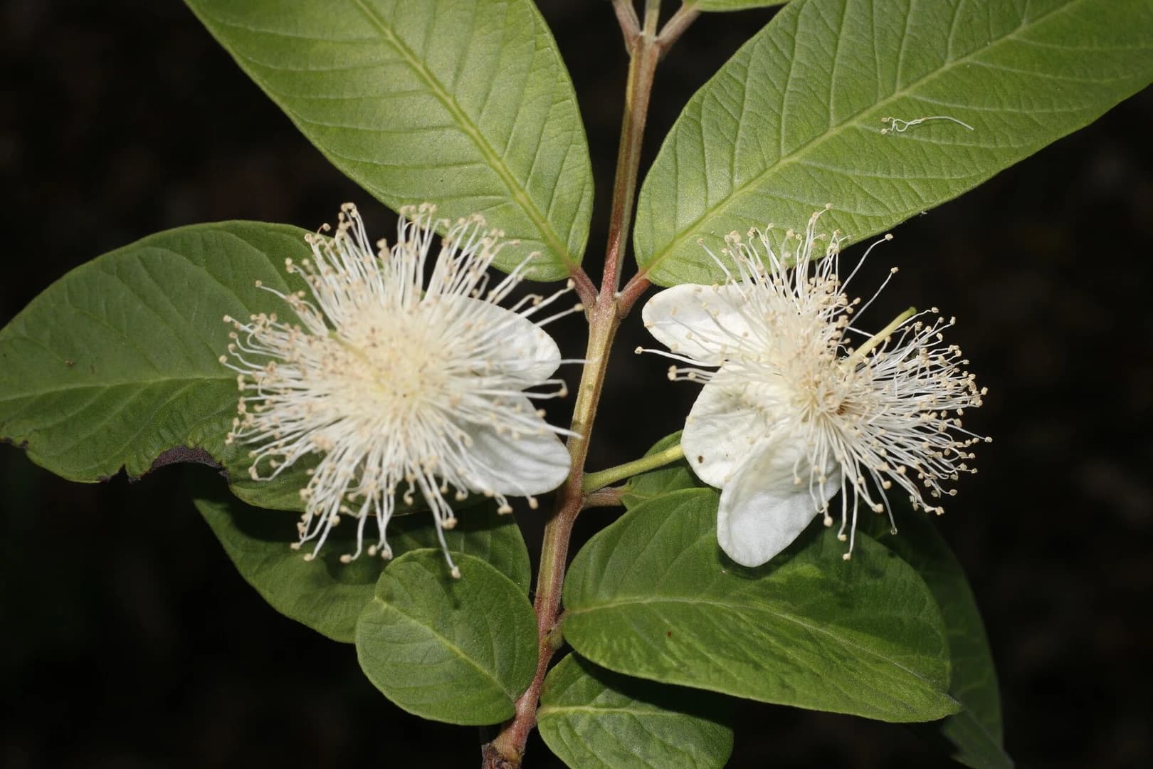 Flor