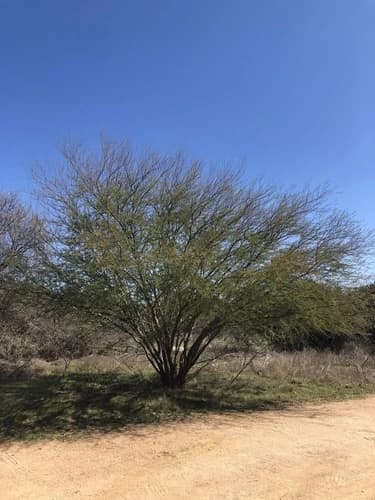 Acácia amarela