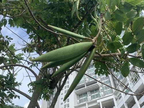 Fruto
