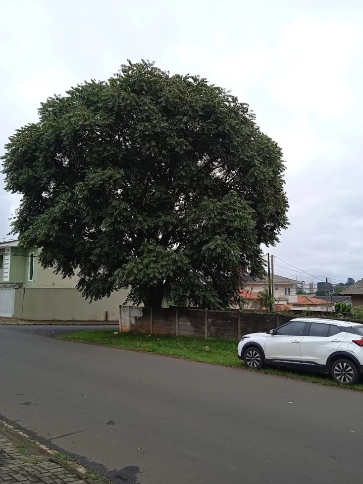 Cedro rosa