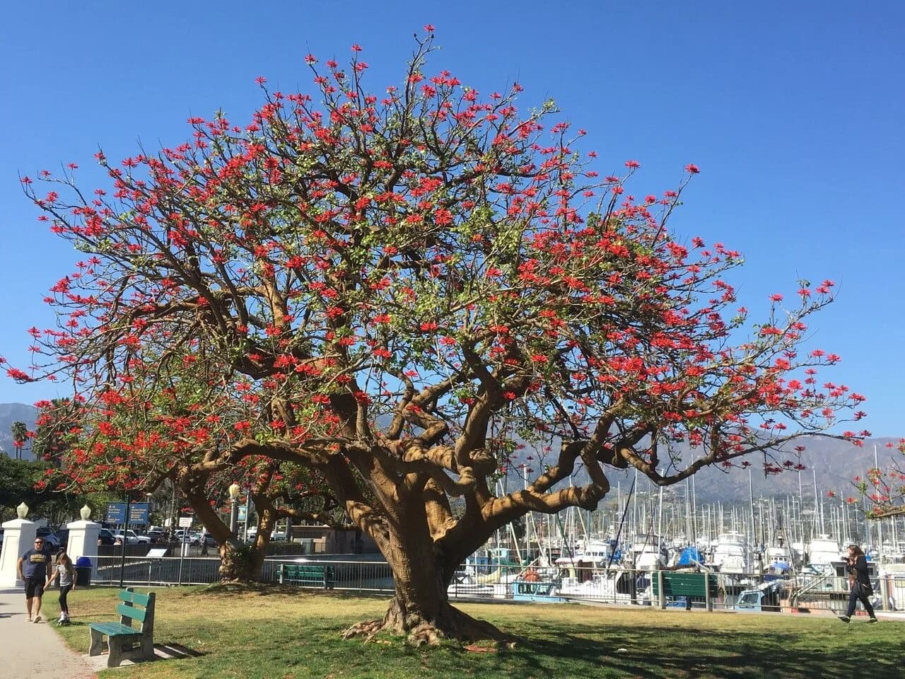 Mulungo do litoral
