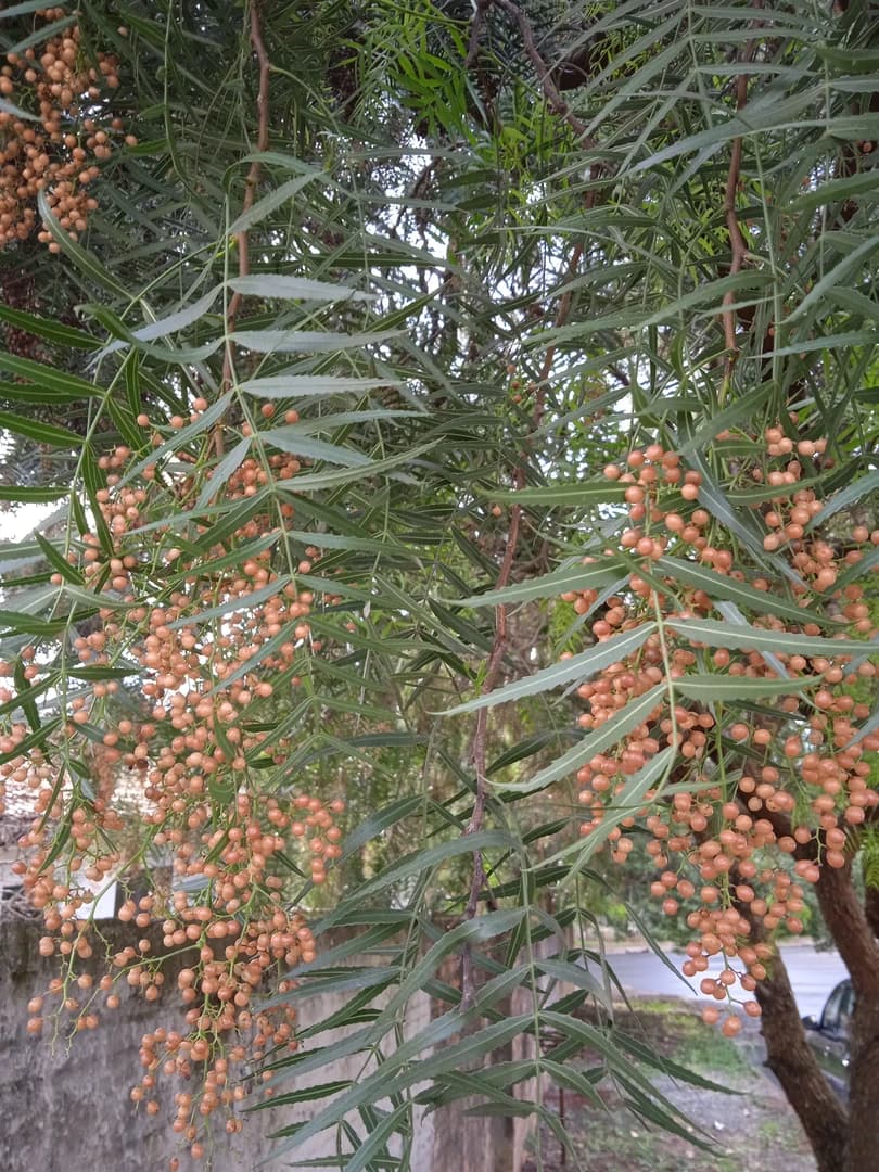 Fruto