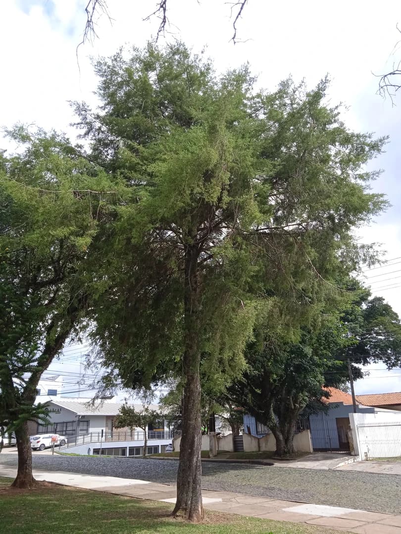 Cedro