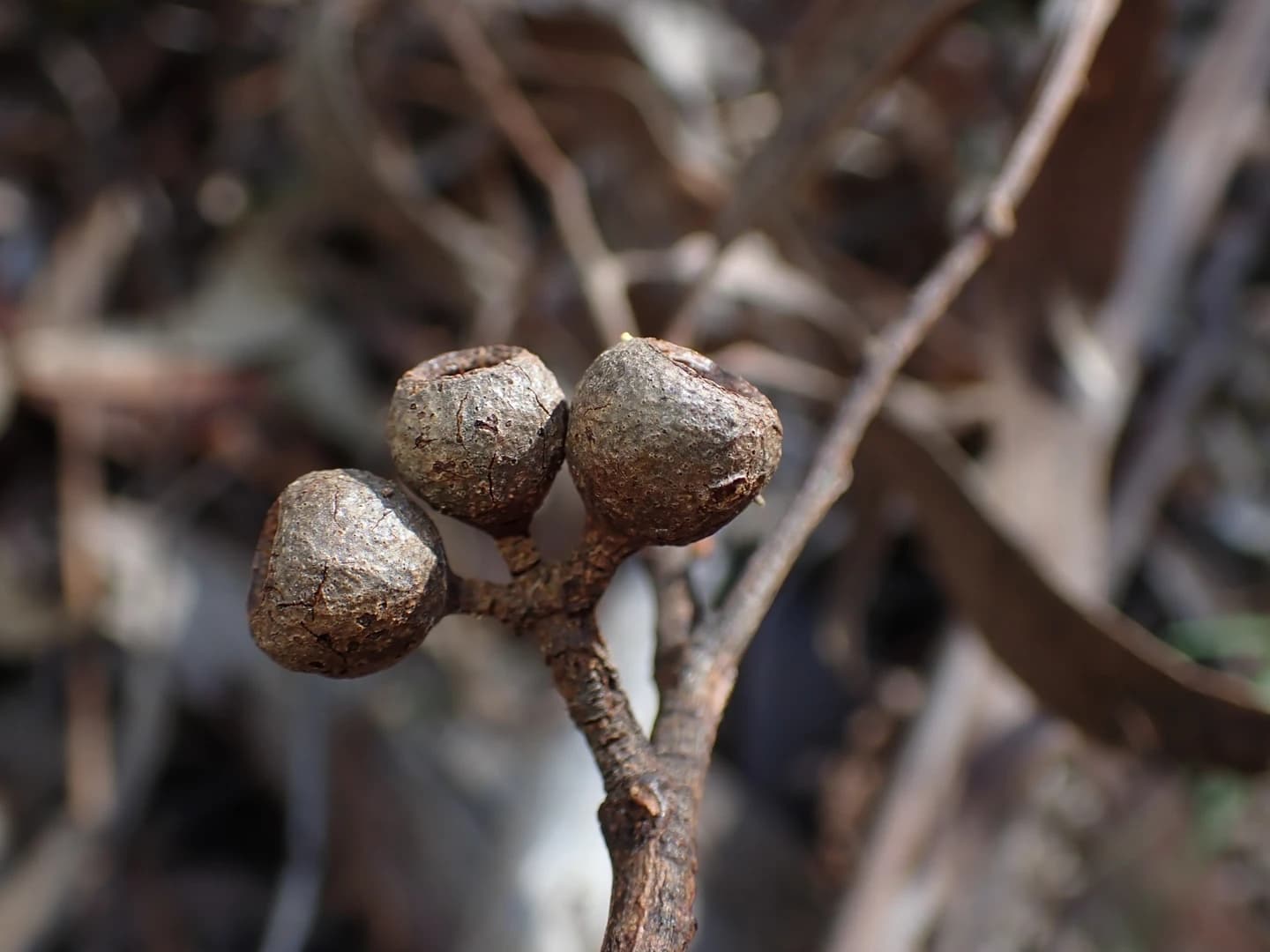 Fruto