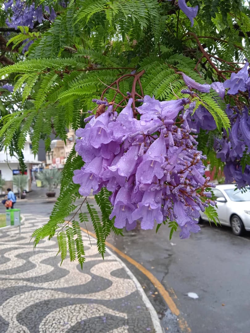 Flor