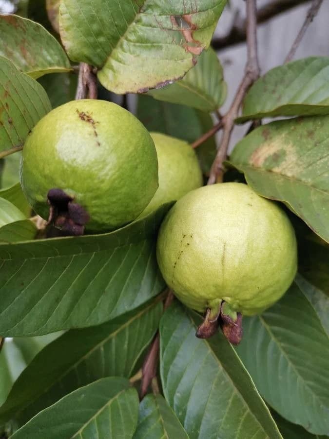 Fruto