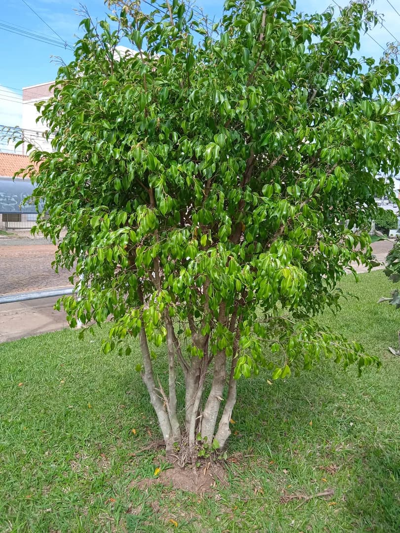 Ficus benjamina