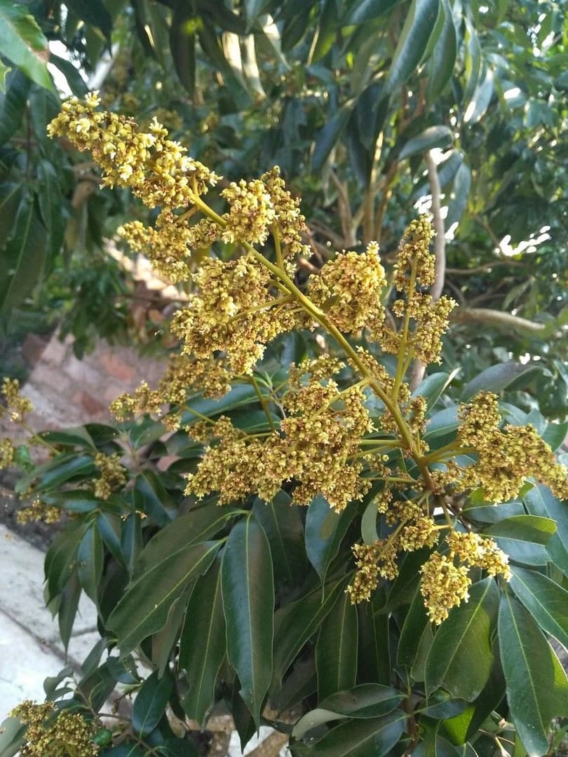 Flor