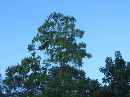 Astônia