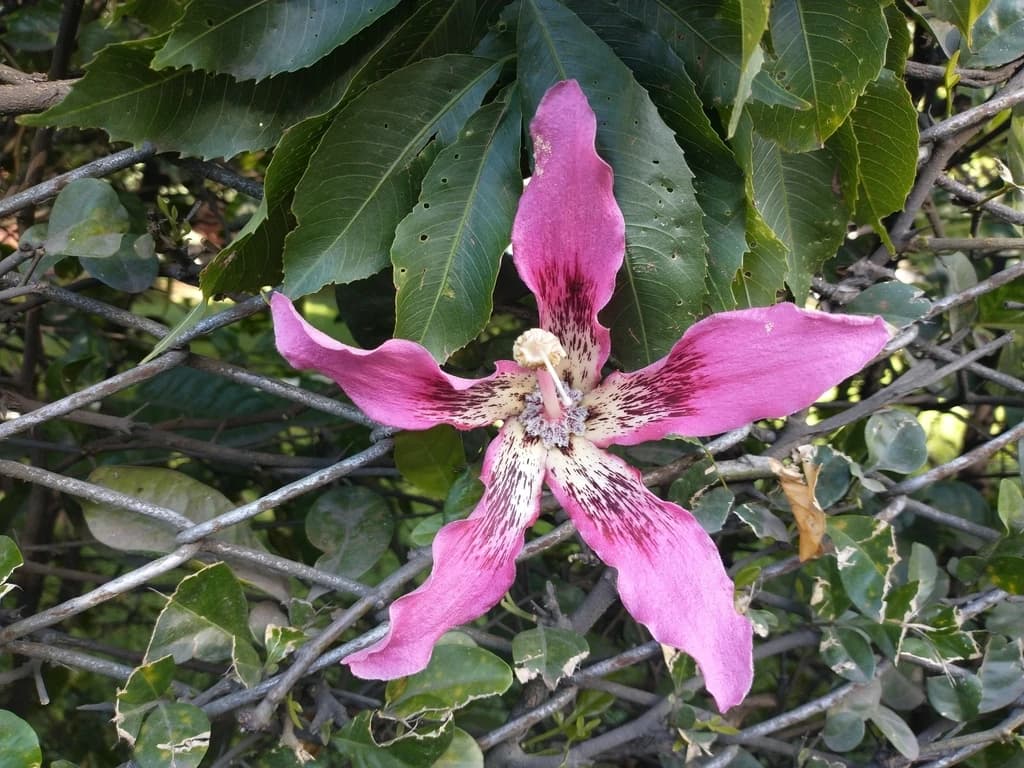 Flor