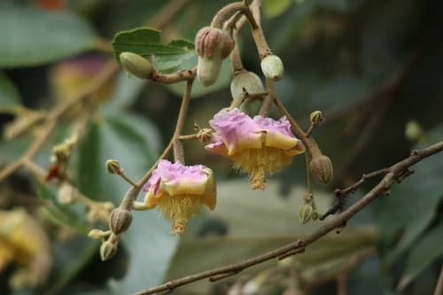 Flor