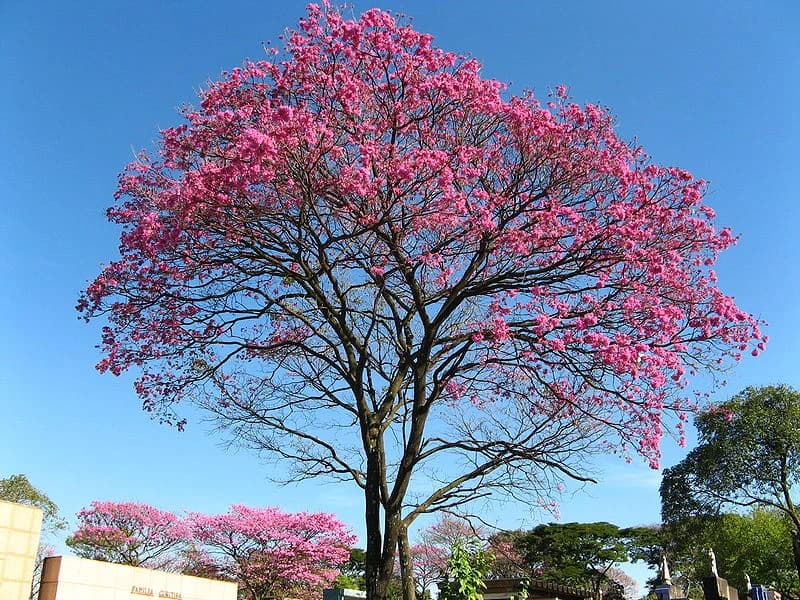 Ipê roxo