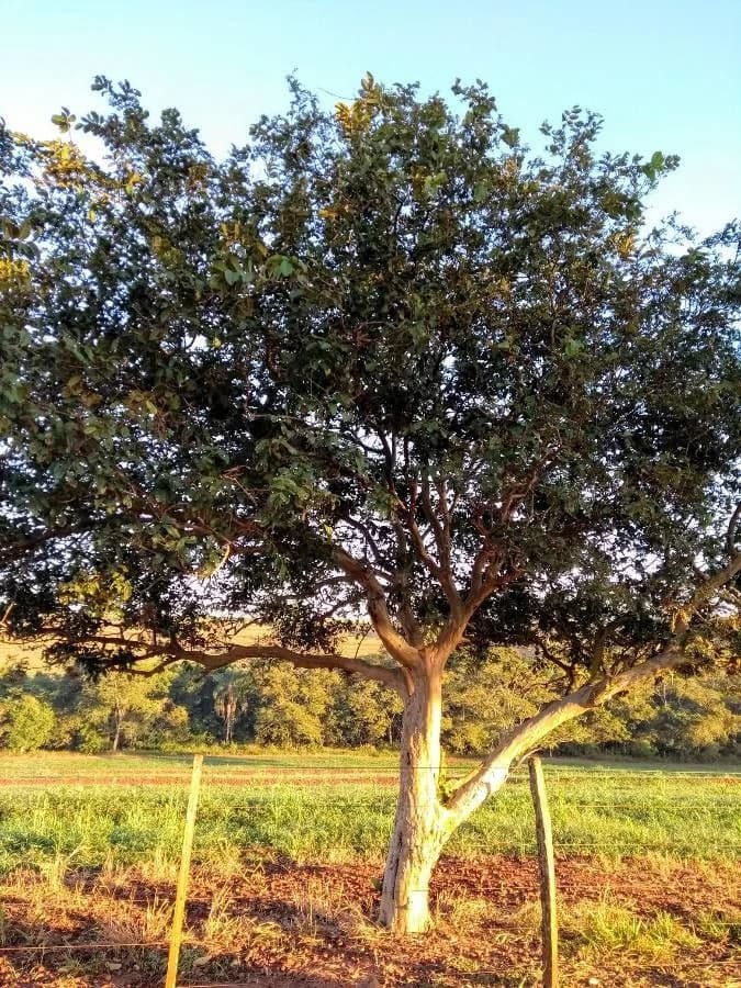 Goiabeira