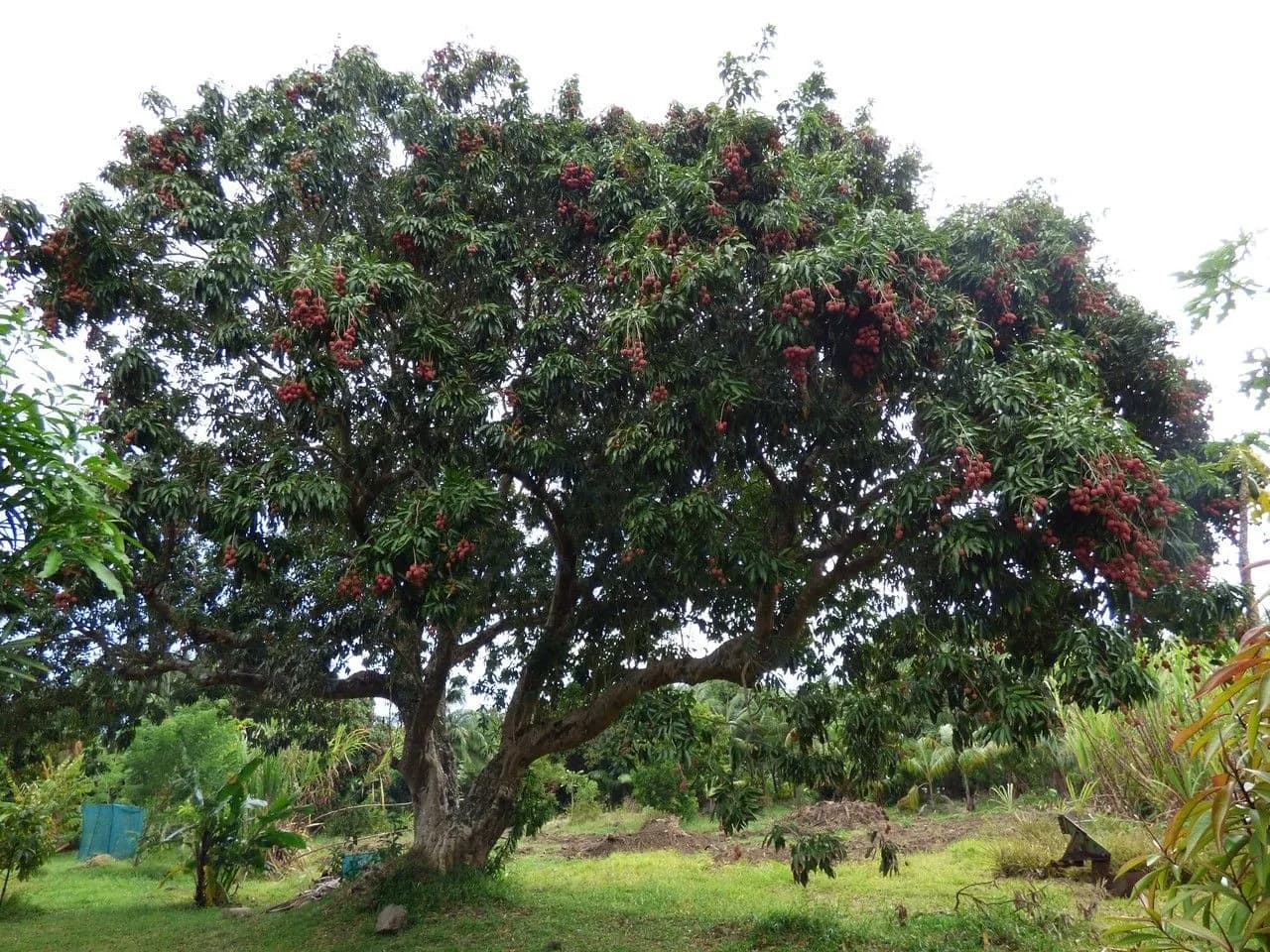 Lichieira