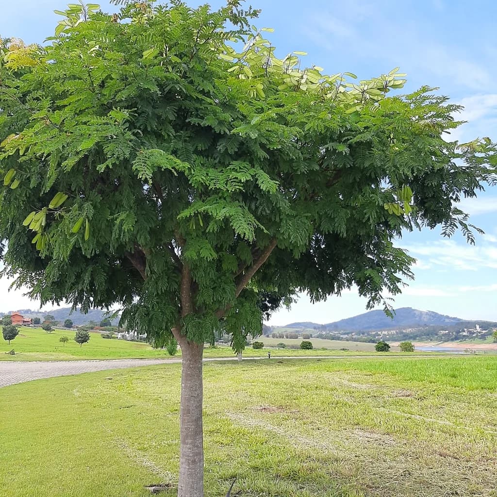 Sibipiruna