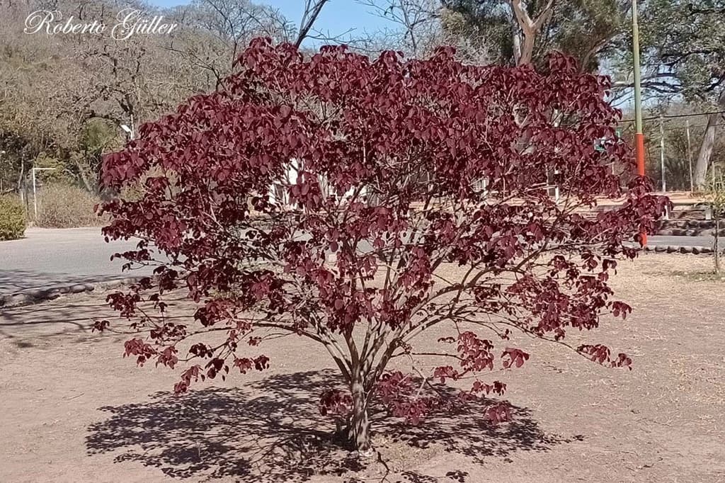 Leiteiro vermelho