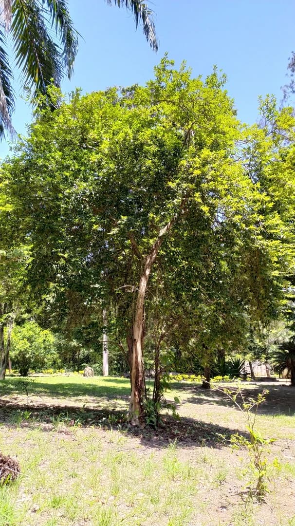 Cerejeira