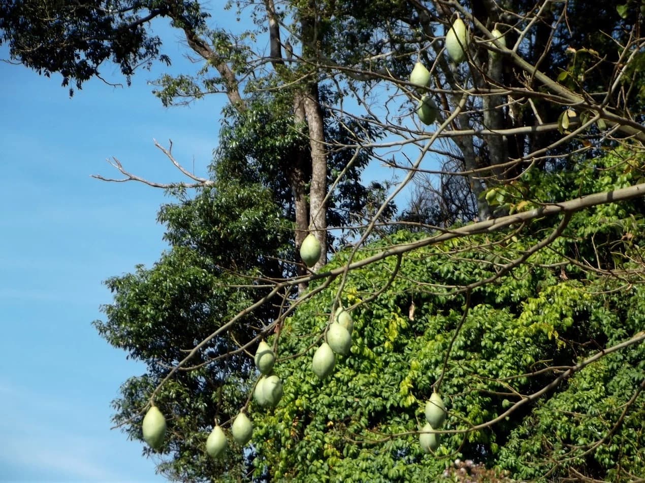 Fruto