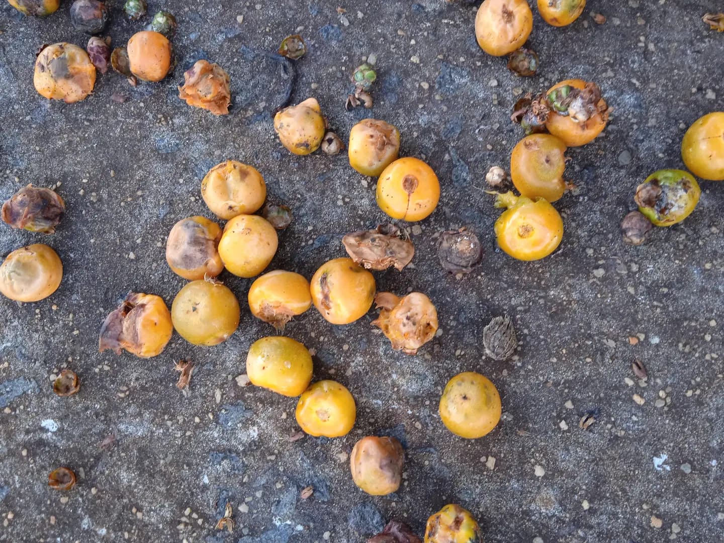 Fruto