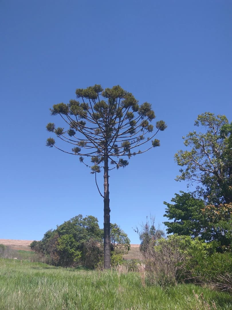 Araucária