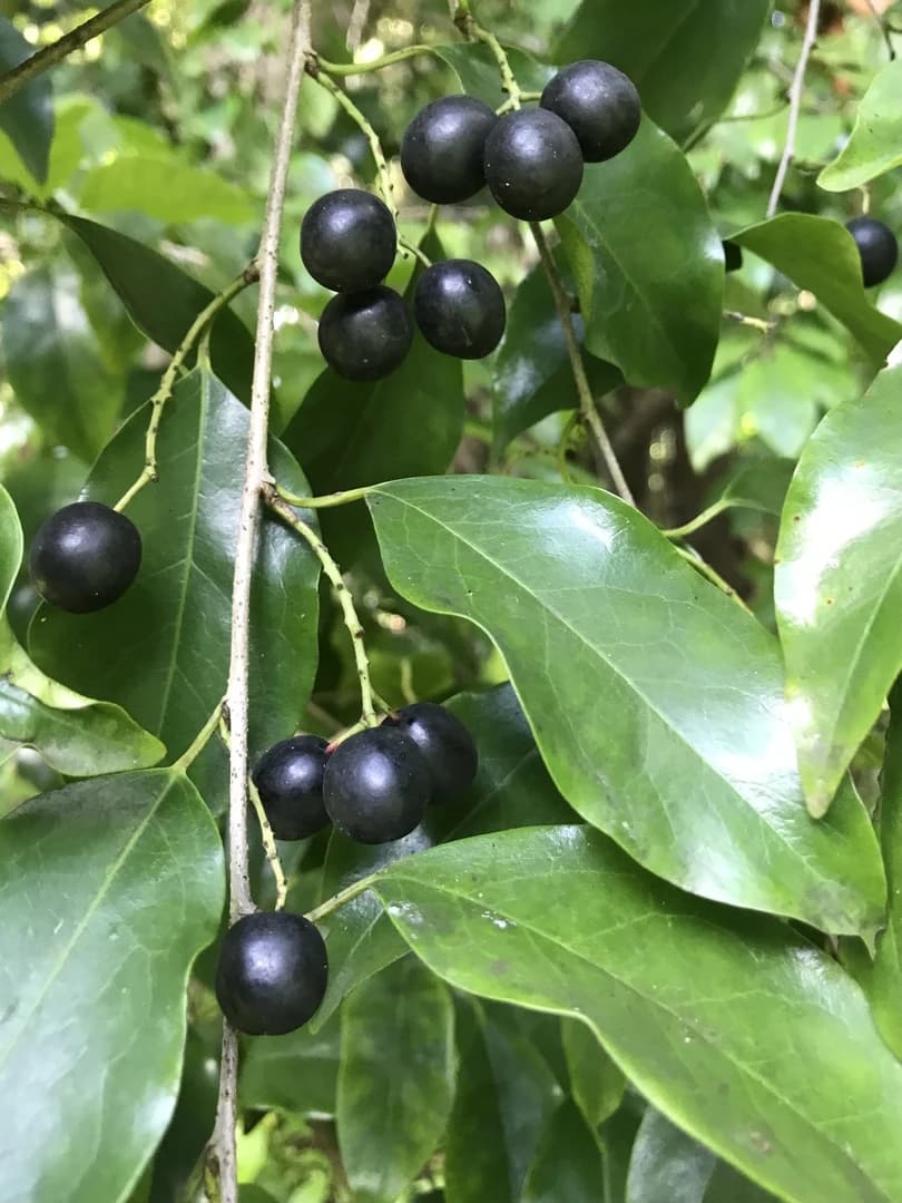 Fruto