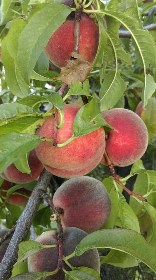 Fruto