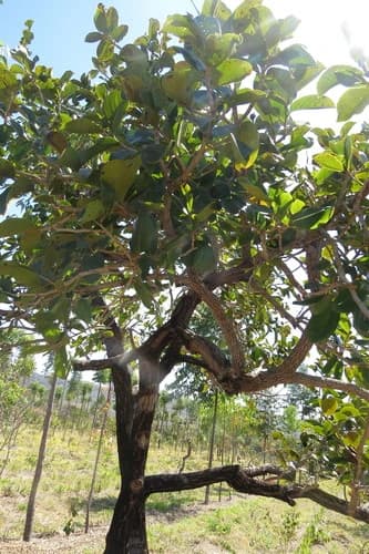Ariticum