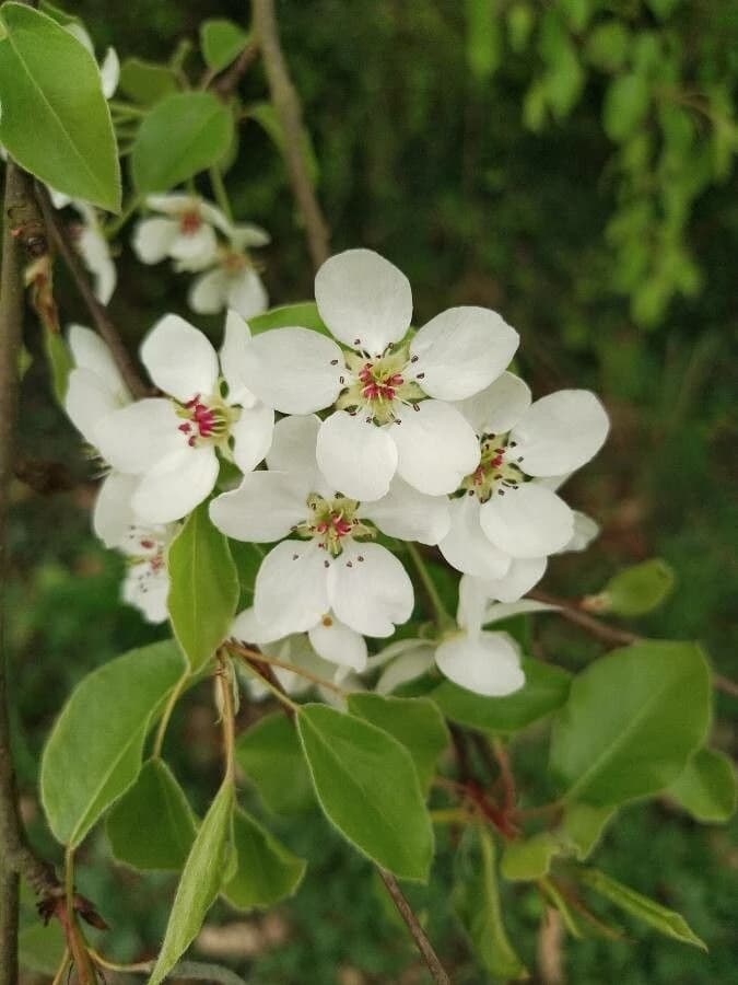 Flor