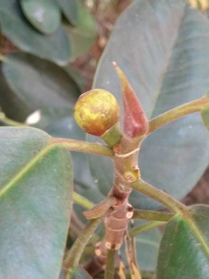 Fruto