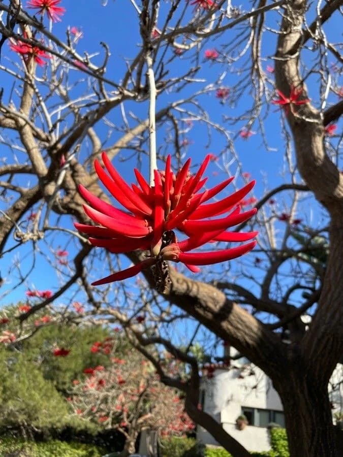 Flor