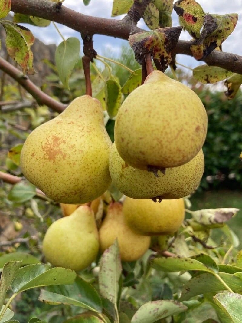 Fruto
