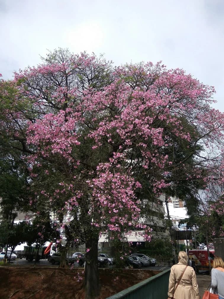 Paineira rosa